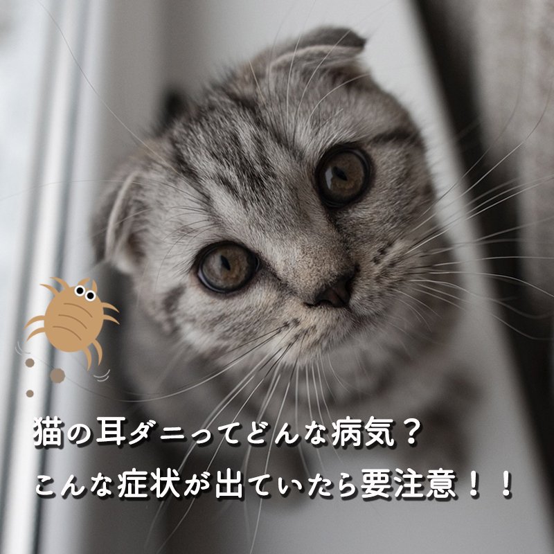 こんな症状は要注意。耳のマラセチアのサイン