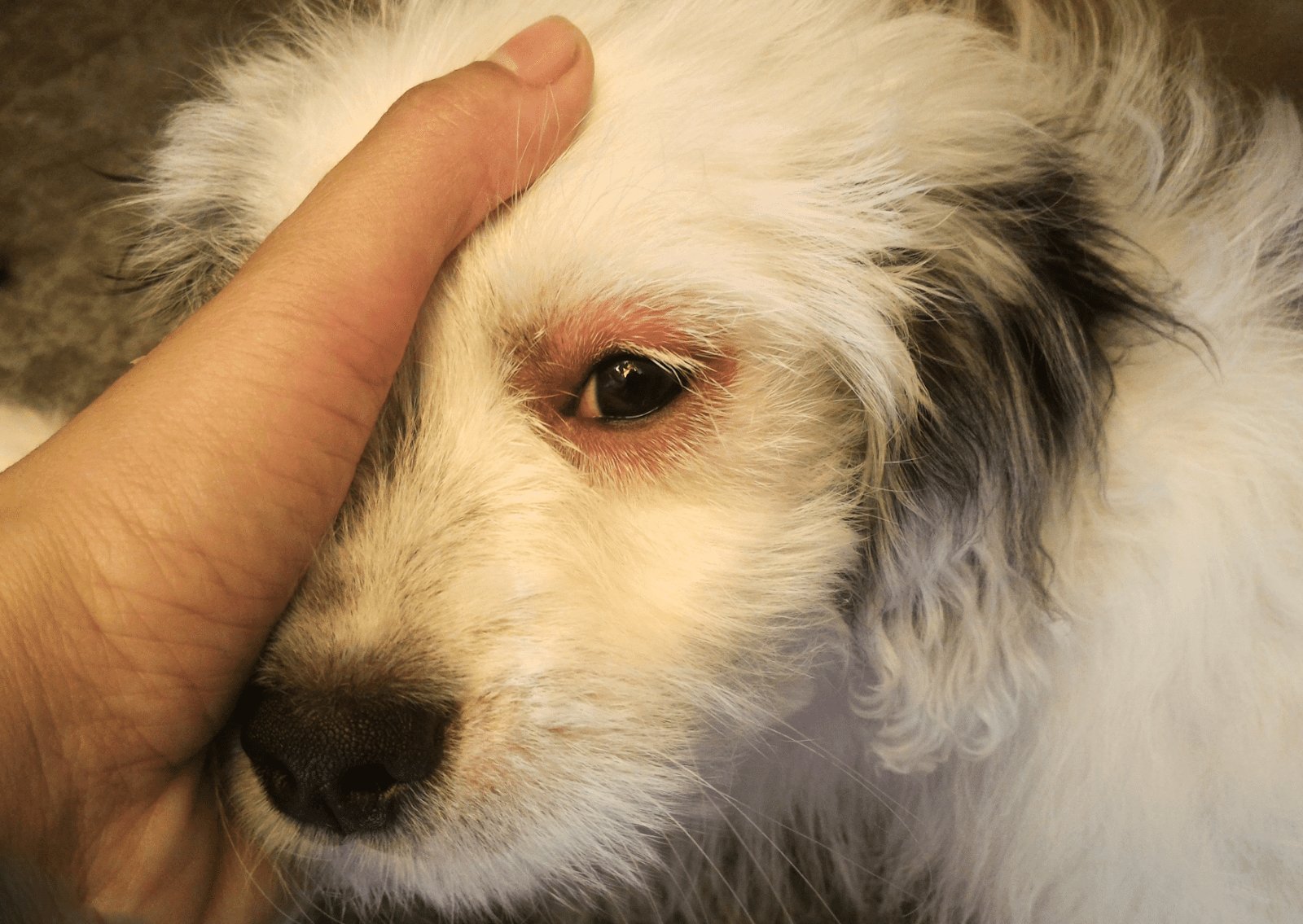 犬まわりのケアでアレルゲン量を減らす方法
