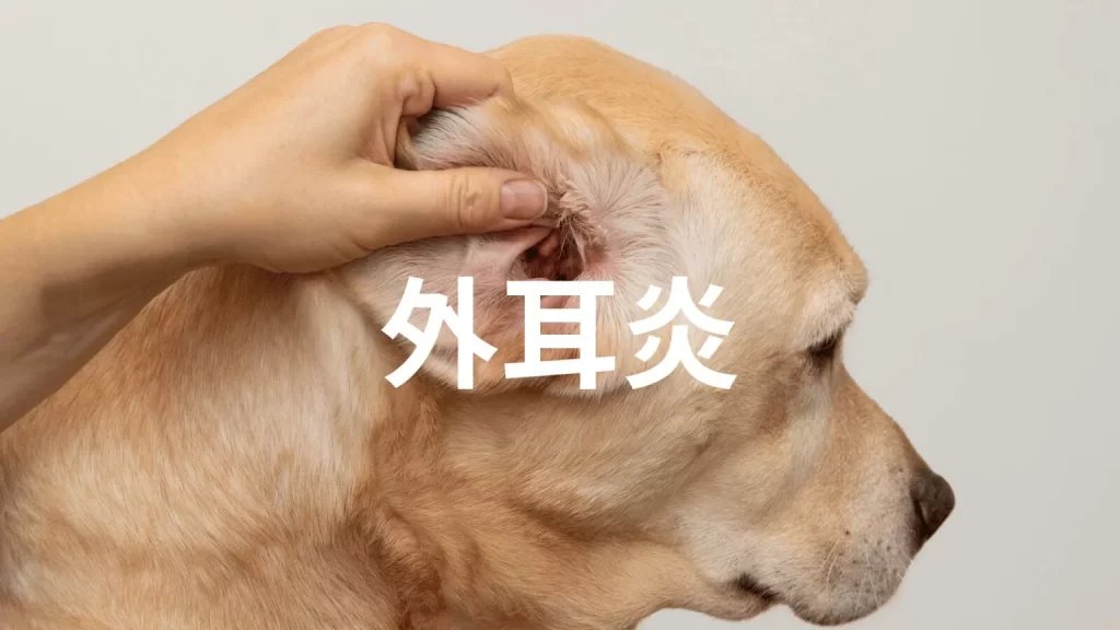 外耳炎になりやすい犬種と体質の特徴