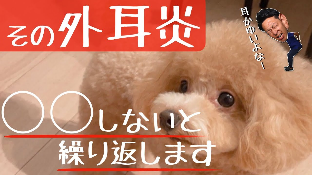 繰り返す外耳炎への対策と予防のポイント