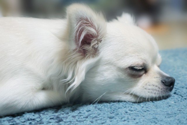 すぐに動物病院を受診すべき症状の目安