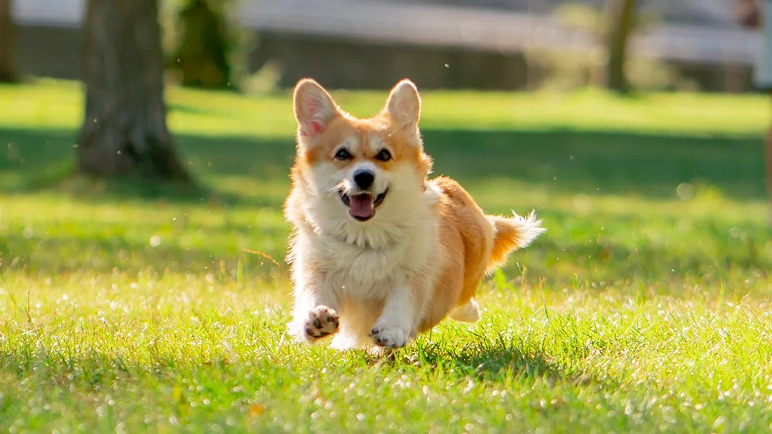 犬アレルギーとは？仕組みと犬由来アレルゲン