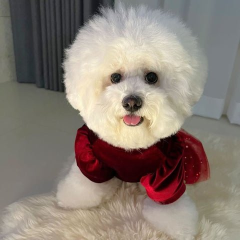 抜け毛が少なく犬アレルギーと相性が良い犬種7選