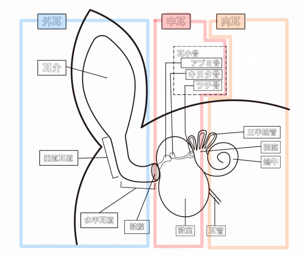 どんな原因で外耳炎になる？主な要因