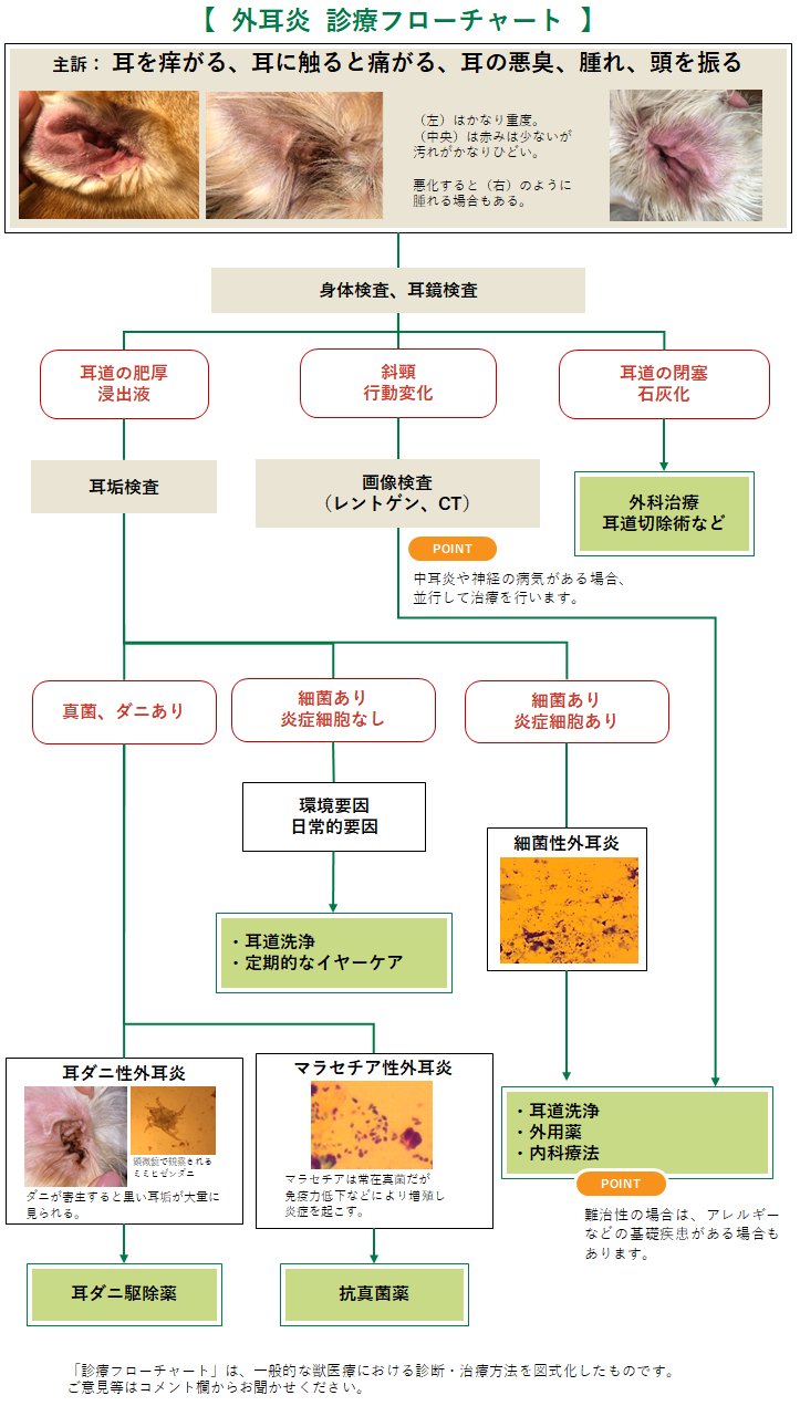 マラセチア性外耳炎を起こしやすい原因
