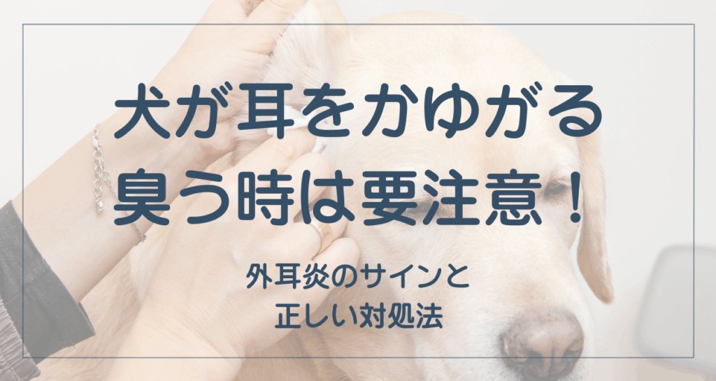 外耳炎は自然に治る？動物病院に行く目安