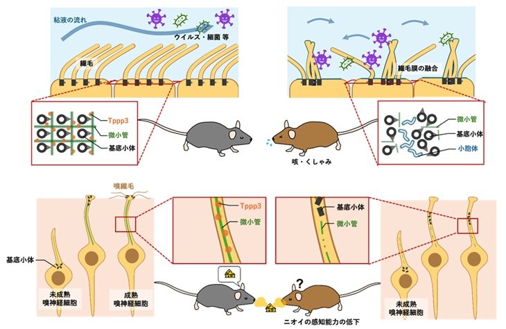 犬と暮らしながら症状を軽くする環境対策