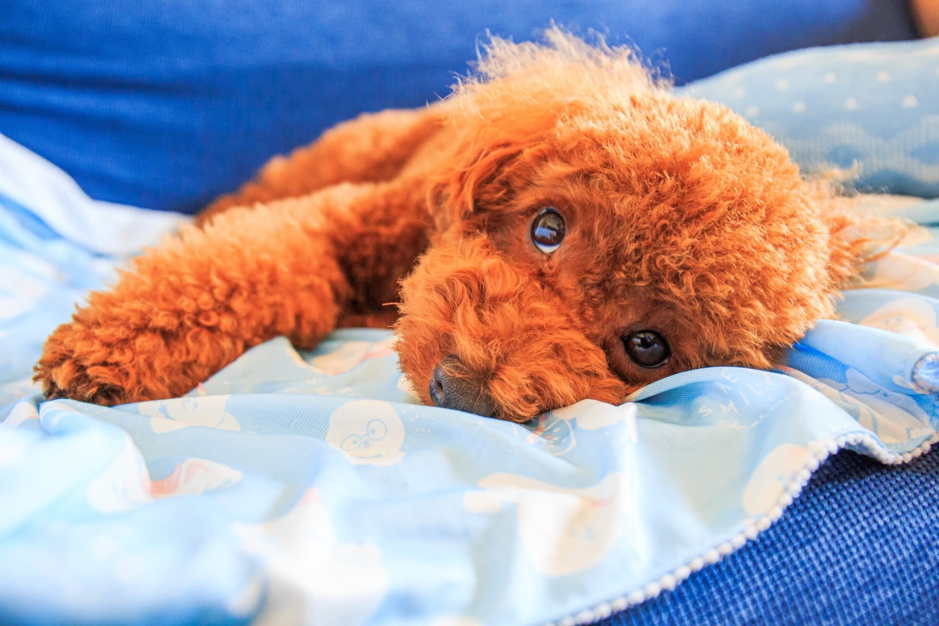 犬アレルギーがあっても飼える？犬種と注意点