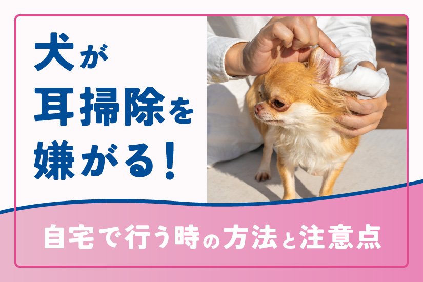 耳掃除を嫌がる犬への慣らし方とコツ