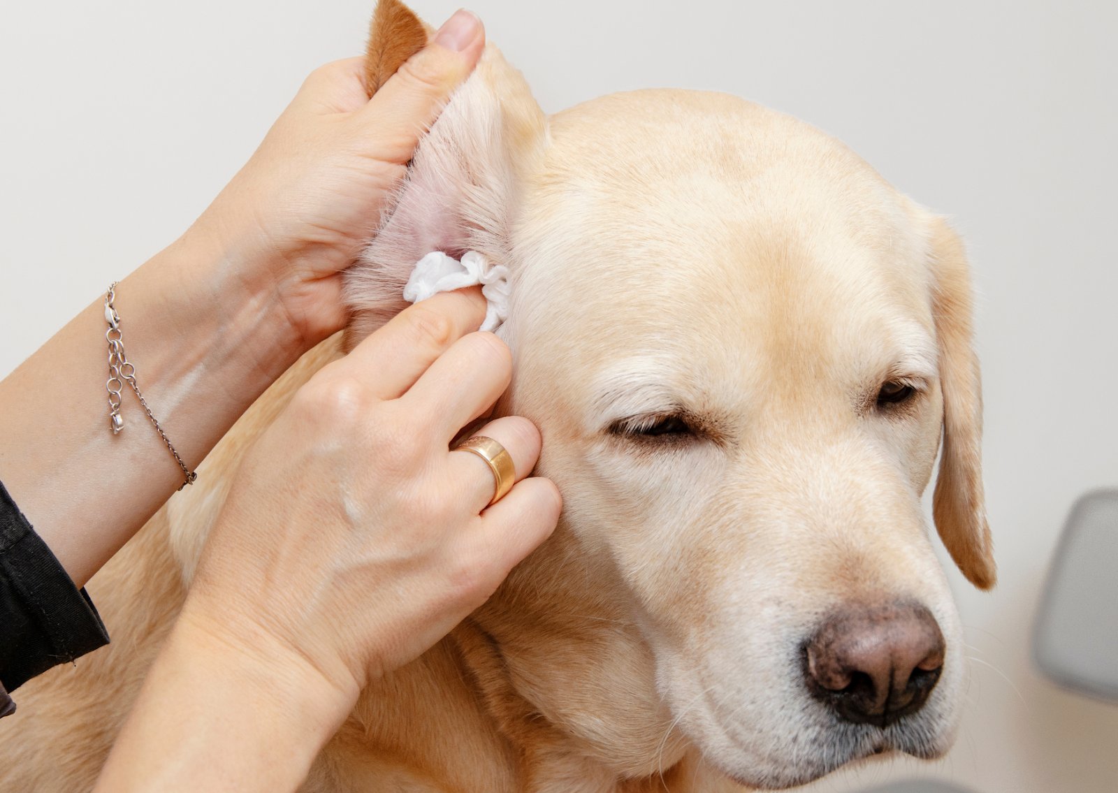 効果を高めるポイント5：掃除と犬のケア併用