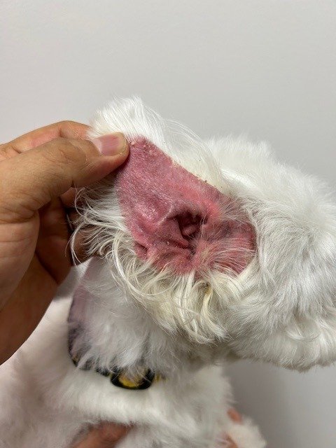 薬を使った犬アレルギー治療の選択肢