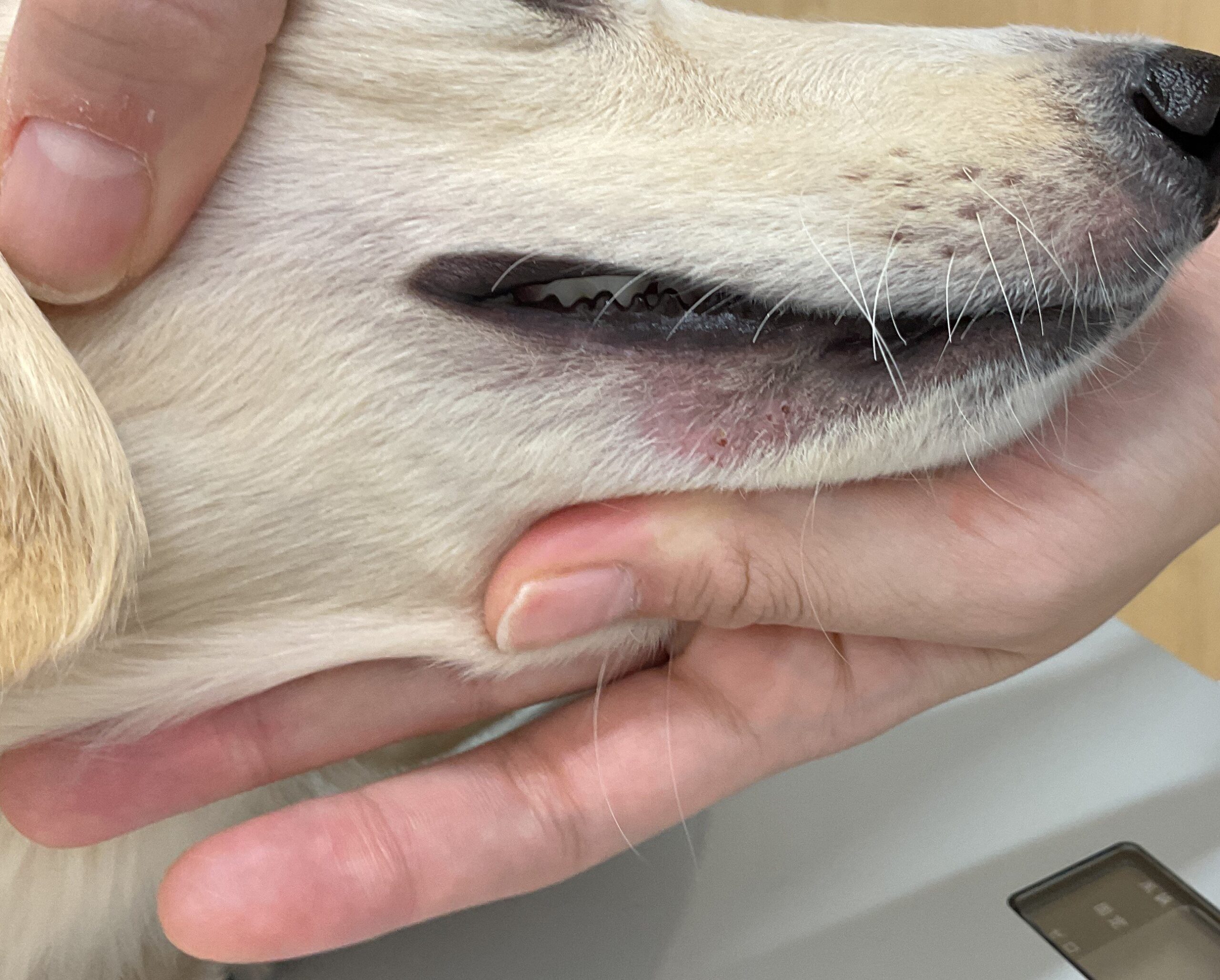 病気を疑うべき犬アレルギーの3つのサイン