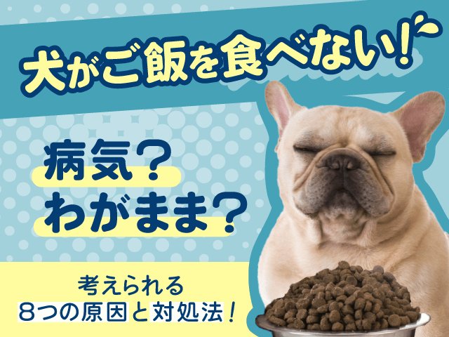 小型犬がドッグフードを食べないときの対処法