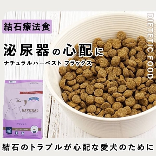 シニア犬用ドッグフードの特徴と成犬用との違い