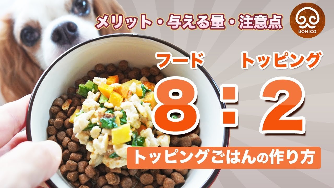手作りドッグフードに向いている犬と注意点