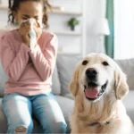 犬アレルギーという病気の治療法　失敗しないために