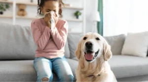 犬アレルギーという病気の治療法　失敗しないために