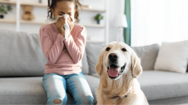 犬アレルギーという病気の治療法　失敗しないために