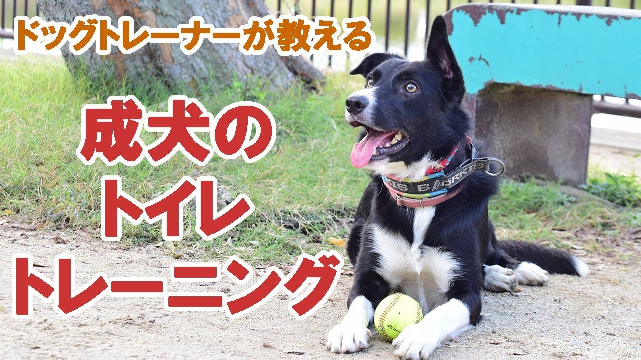 成犬の噛み癖は本当に直せるのか