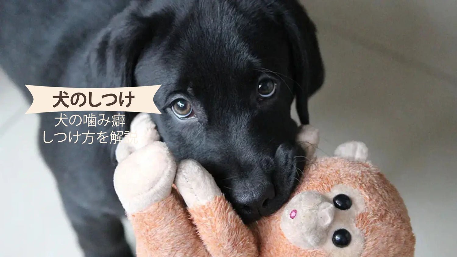 場面別・成犬の噛み癖トラブル対処法