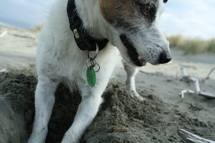 犬が吠える主な理由と本能を理解する
