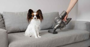 犬アレルギーの病気の悪化を防ぐ掃除方法３つ