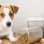 ドッグフードの保存で損しない！絶対に避けたいNG習慣5つ