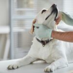 犬の耳血腫の手術の費用は？損しない治療法
