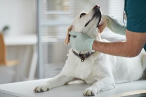 犬の耳血腫の手術の費用は？損しない治療法