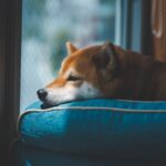 犬の耳血腫を放置すると？失敗しない3つの対処