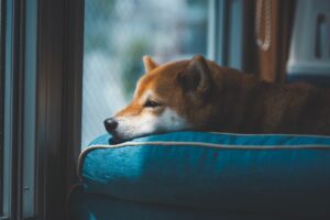 犬の耳血腫を放置すると？失敗しない3つの対処