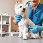 犬の耳のマラセチア治療で損しない5つのポイント
