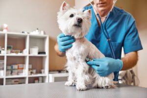 犬の耳のマラセチア治療で損しない5つのポイント