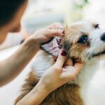 犬の耳垢が多い原因と病気 絶対に見逃さないサイン5つ