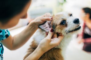 犬の耳垢が多い原因と病気 絶対に見逃さないサイン5つ
