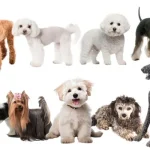 犬アレルギーで損しない抜け毛少ない犬種7選