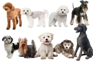 犬アレルギーで損しない抜け毛少ない犬種7選