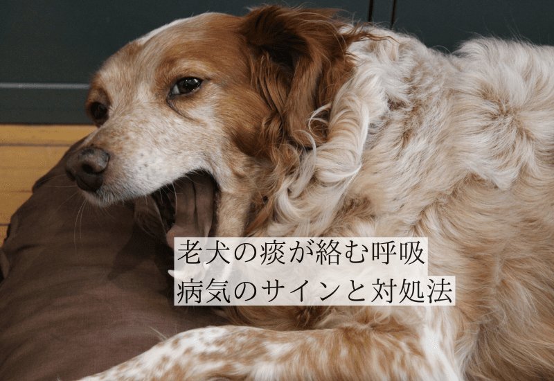 自宅でできる犬の目やにの正しい取り方