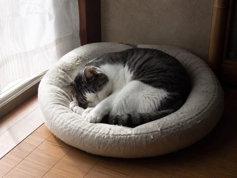 痙攣が収まった直後から動物病院受診までの対応