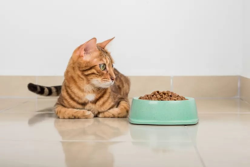 食欲はあるけれど元気がない場合との違い