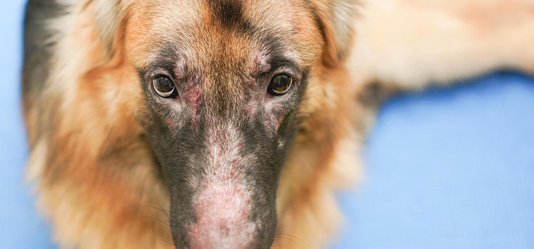犬に多い皮膚病の種類とそれぞれの症状