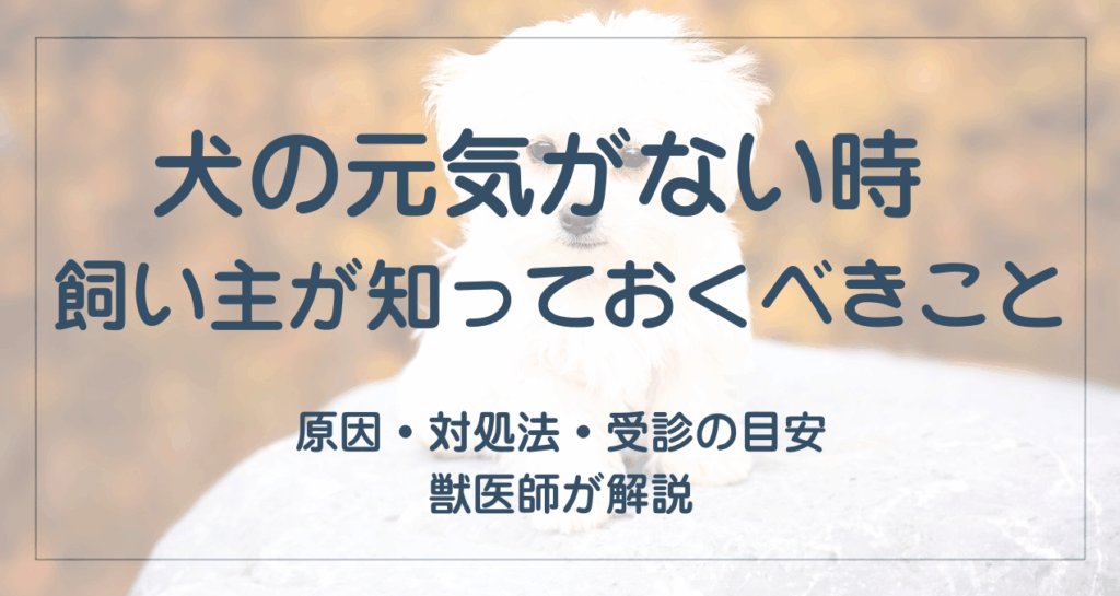 犬が元気なく食欲もないときにまず確認したいこと