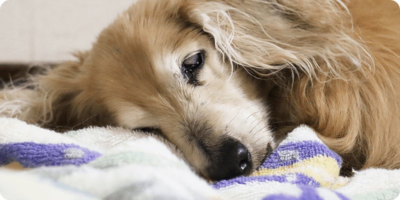 犬が震えるときにまず確認したいポイント