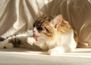犬が吐いたときにまず確認したいポイント