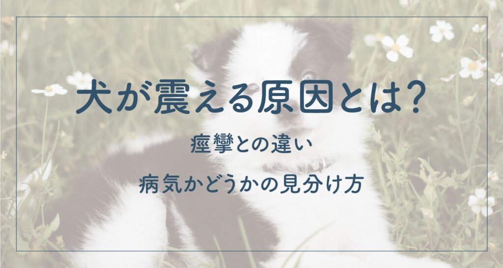 犬が痙攣している最中に飼い主が取るべき対処
