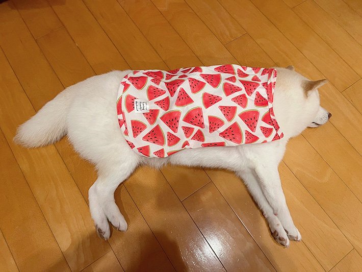 柴犬の名前で迷うときにまず考えたいポイント
