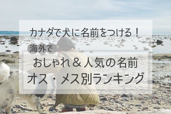 ライフスタイル別・オス犬名前のおすすめ例
