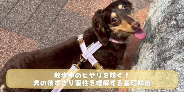 散歩を嫌がる・元気がないときの対処法