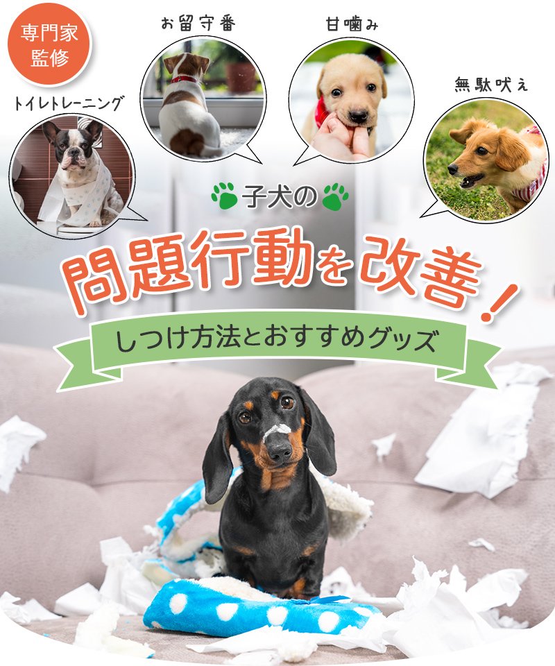 子犬の噛み癖はいつまで続く?月齢ごとの目安