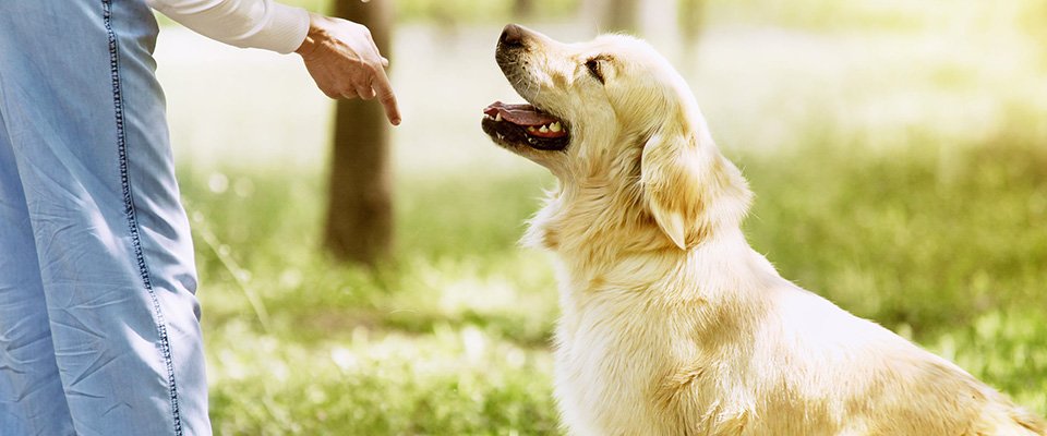 犬のトイレしつけの基本をおさらいする